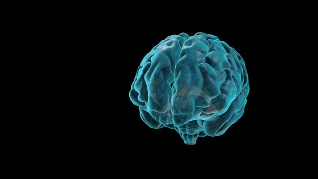 BRAIN-Fornix
Human Brain Atlas