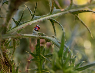 Ladybeetle Love