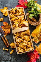 Frische Pfifferlinge (pilze)