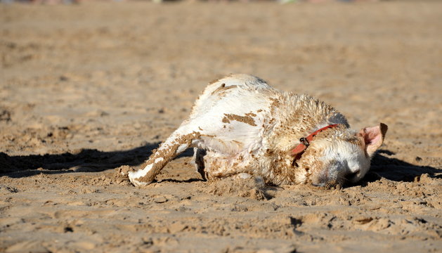 Strandhund, blonder Labrador wälzt sich nach dem Bad im Meer genussvoll im Sand