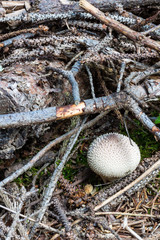 Mushroom puffball in woods among dry twigs