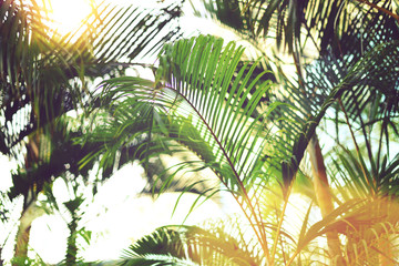 Palm trees over sky. Summer, holiday and travel concept with copy space. Palm branches with sun light effect. Background for design. Tropical jungle view