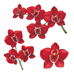 Naklejka premium Red orchid flowers on a white background. Sketch done in alcohol markers