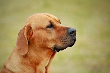 Obraz premium Close up portrait of reddish rhodesian ridgeback, side view detail of head, blurry green and brown background, spring day in park