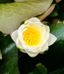 Down into the Lily
