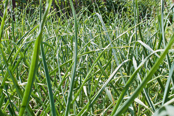 long green leaves, like garlic grows, garlic field