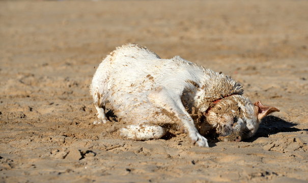 Sommer, Sonne, Hundestrand! blonder Labrador wälzt sich nach dem Bad im Meer genussvoll im Sand