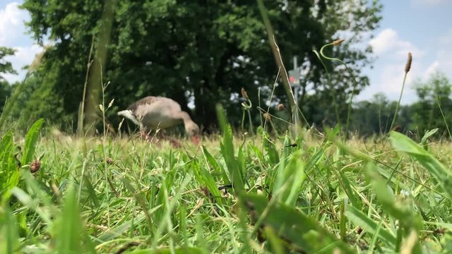 Goose eating grass in Stadtpark in Nuremberg, Germany. Low point