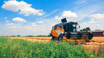 Fototapeta premium Combine harvester harvesting beans