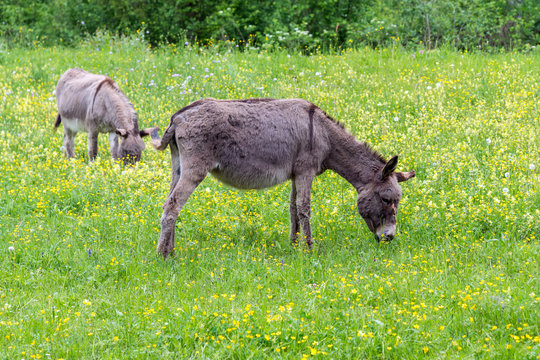 Donkeys on a meadow
