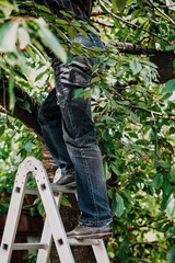 man in jeans climbs tree from  stairs