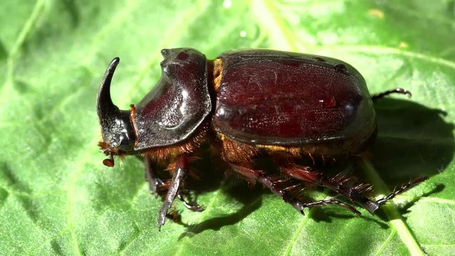 Rhinoceros Beetle Bug