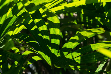 Translucent tree leaves on sunlight summer sunny day.Thailand.