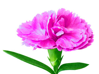 Lilac white carnation flower isolated on a white  background. Close-up. Flower bud on a green stem with leaves.