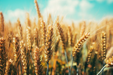 Fototapeta premium Beautiful golden wheat ears ripening in field
