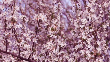 blooming branch of the fruit tree. toned. natural background