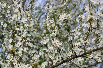 blooming branch of the fruit tree. toned. natural background