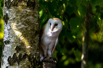 bird of prey
