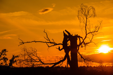 Old dead birch in sunset with sun.