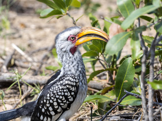 Yellow-billed hornbill, Tockus flavirostris, looking for food, Botswana