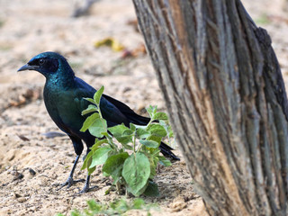 Glossy starling, Lamprotornis nitens, Botswana