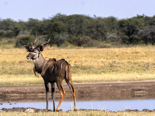 Adult male, Greater Kudu, Tragelaphus strepsiceros, Botswana