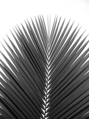 Piękny liść palmy na białym tle