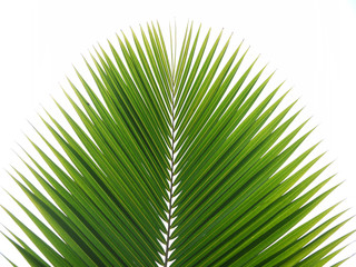 Obraz premium green palm leaf on white background