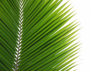 green palm leaf on white background