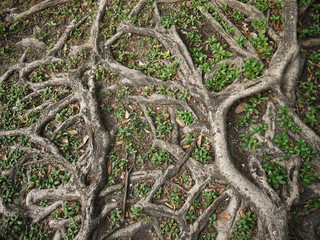 Tree roots on the ground