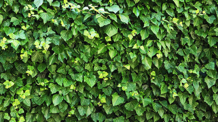 hedge fence. ivy background. toned.