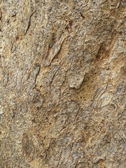 Tree bark texture. Nature wood background