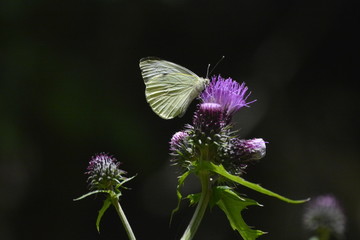 farfalla su cardo selvatico