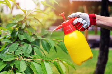 gardener spraying cherry tree against pests and diseases - obrazy, fototapety, plakaty