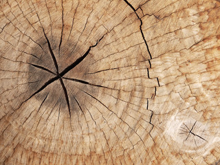 old tree stump texture background