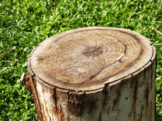tree stump