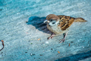 Closeup of a sparrow on a concrete floor a grey background.