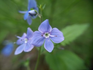 Fototapeta na wymiar blue flower in forest