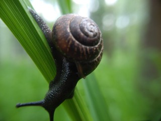 macro photo snails