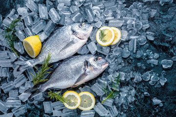 Frische Royal Dorade auf dunkelem Hintergrund