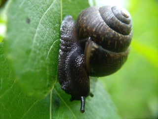 macro photo snails