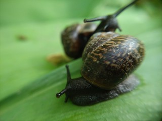 macro photo snails