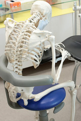 dentist in sitting,leaning position at work - human skeleton model  -  occupational disease concept