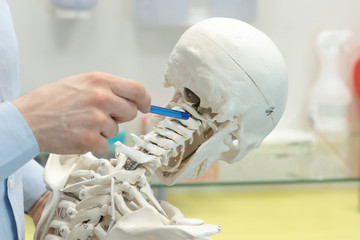 expert pointing at cervical spine section human skeleton model as a dentist at work - occupational disease - obrazy, fototapety, plakaty