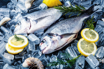 Frische Royal Dorade auf dunkelem Hintergrund