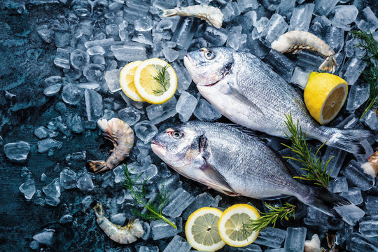 Frische Royal Dorade auf dunkelem Hintergrund