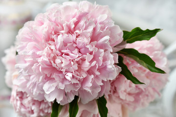 Fototapeta premium close up of beautiful peony bunch