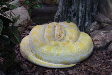Python curled into a circle, beautiful Python with yellow spots, snake