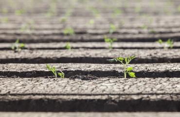 Tomato seedling recently planted