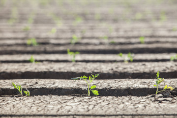 Tomato seedling recently planted